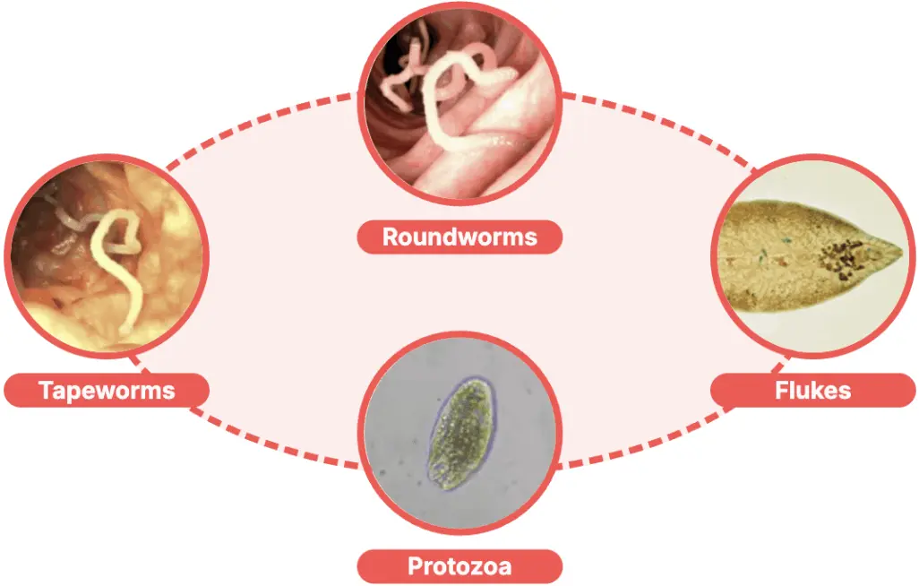 how does Para911 Parasites Cleanse Drops works
